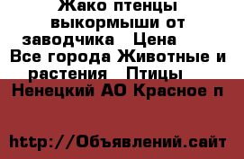 Жако птенцы выкормыши от заводчика › Цена ­ 1 - Все города Животные и растения » Птицы   . Ненецкий АО,Красное п.